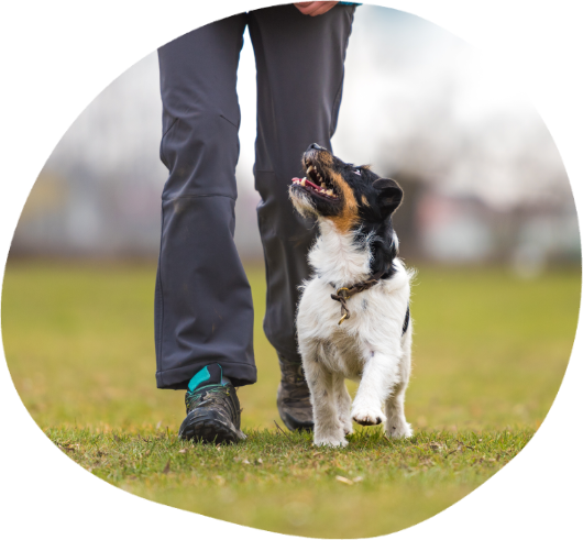 einzeltraining-hunde-heilbronn