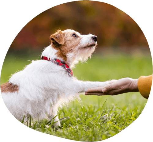 einzeltraining-hundetraining-heilbronn