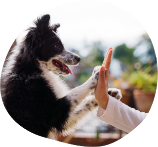 hundetraining-verhalten-heilbronn Hund gibt Pfote